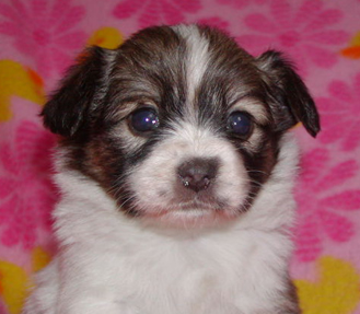 ペットが感じるストレス